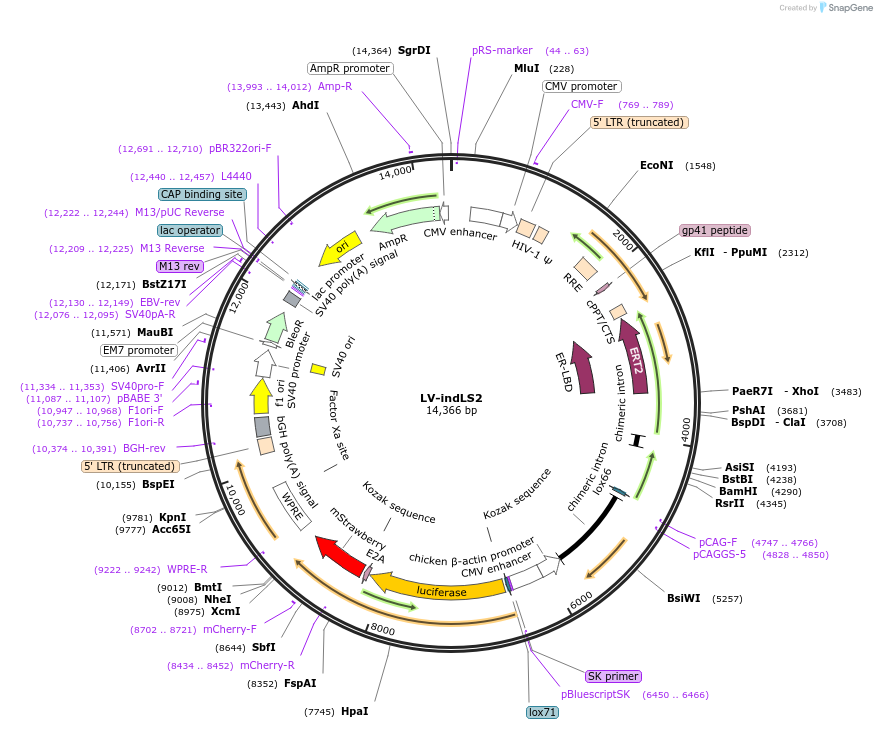 123068-plasmid-map-sequence-id-240523