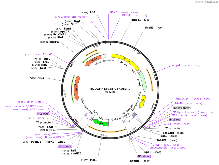 123618-plasmid-map-sequence-id-240526