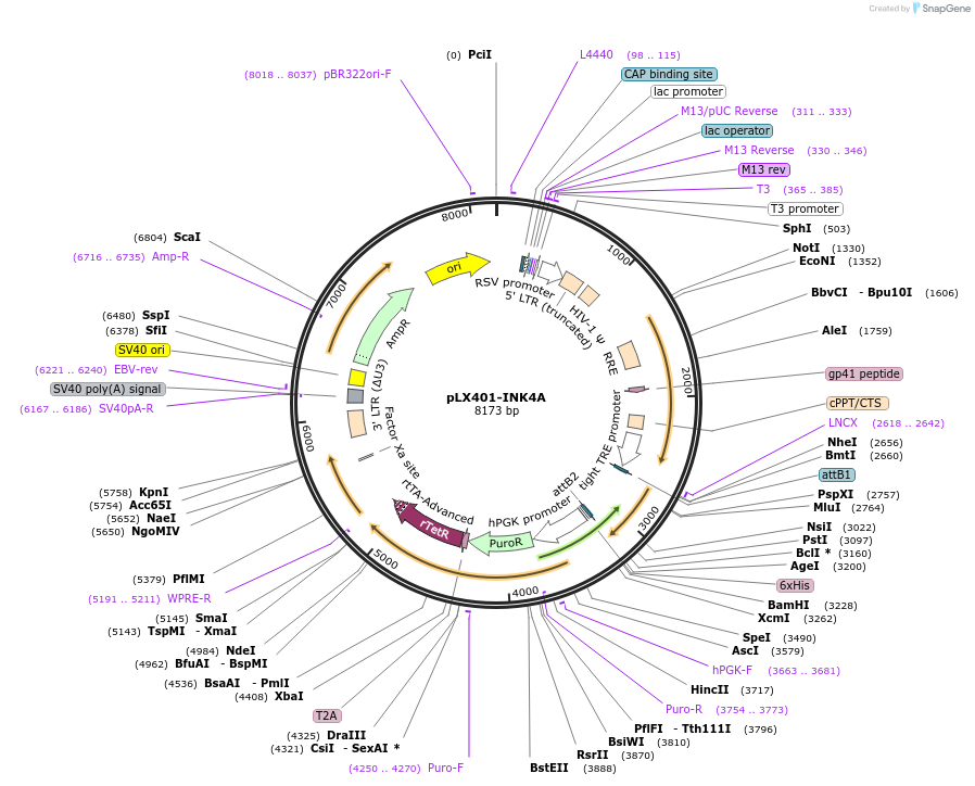 121919-plasmid-map-sequence-id-240549