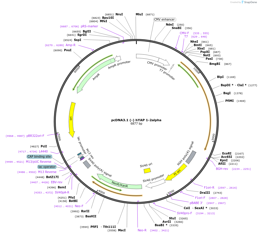 124143-plasmid-map-sequence-id-240573