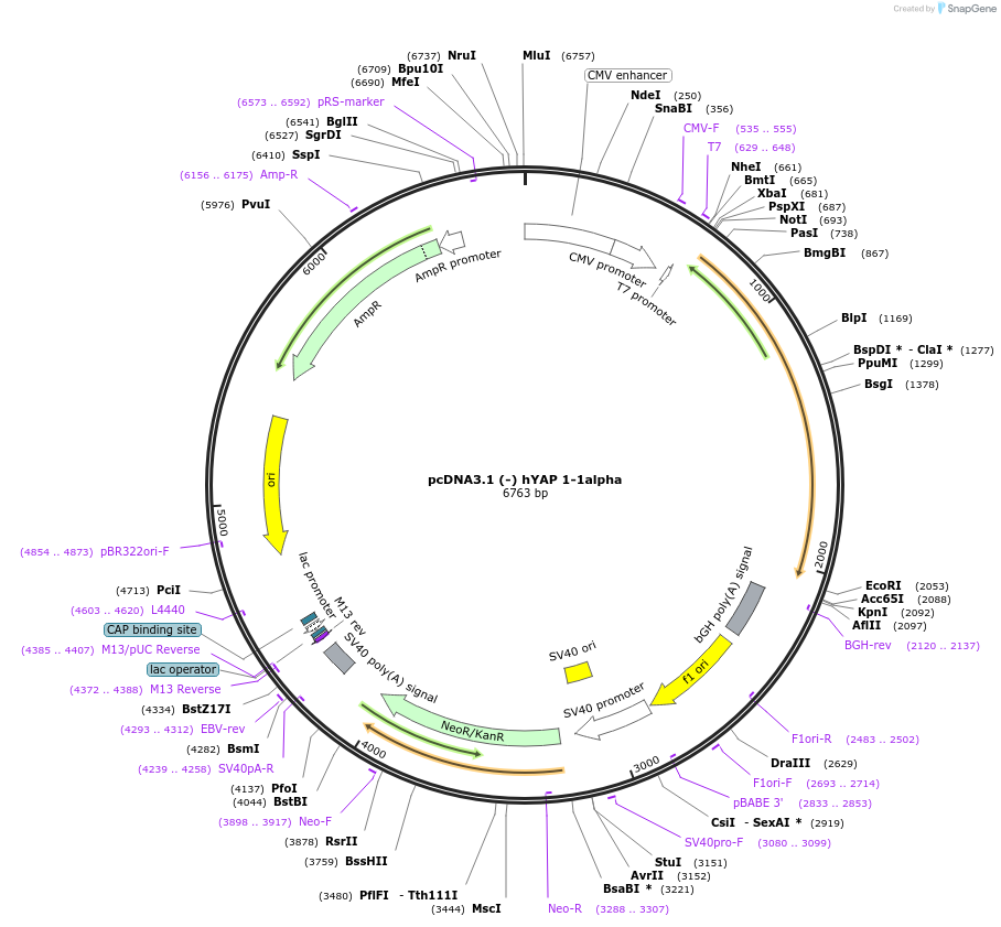 124139-plasmid-map-sequence-id-240574