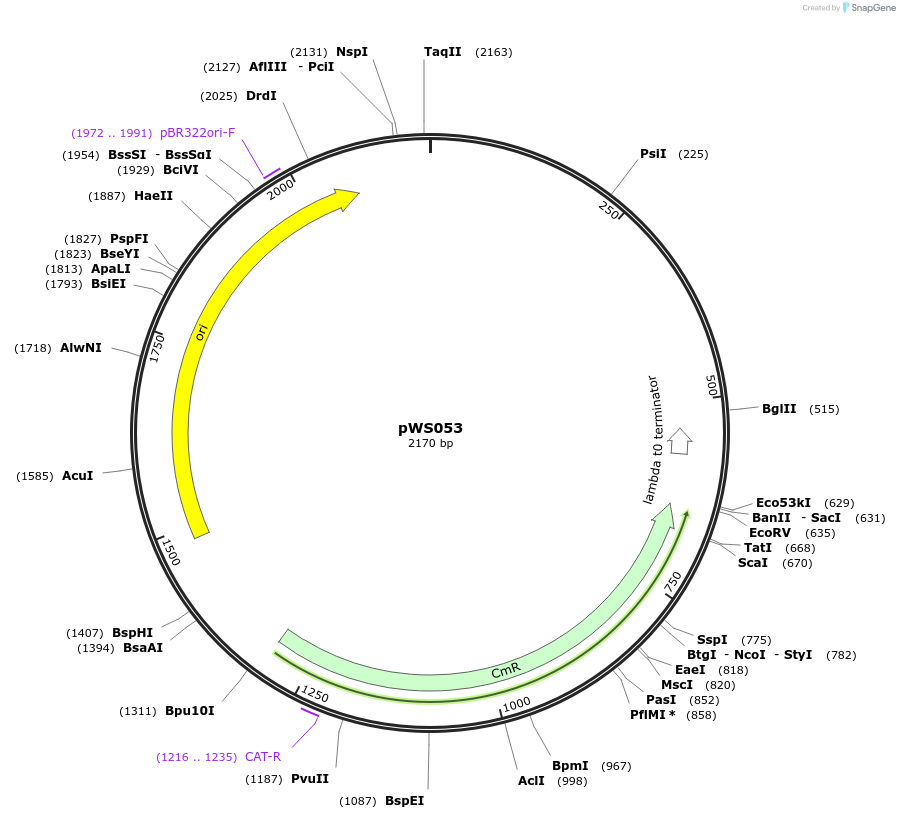 123025-plasmid-map-sequence-id-240575