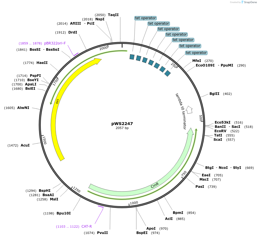 123026-plasmid-map-sequence-id-240576