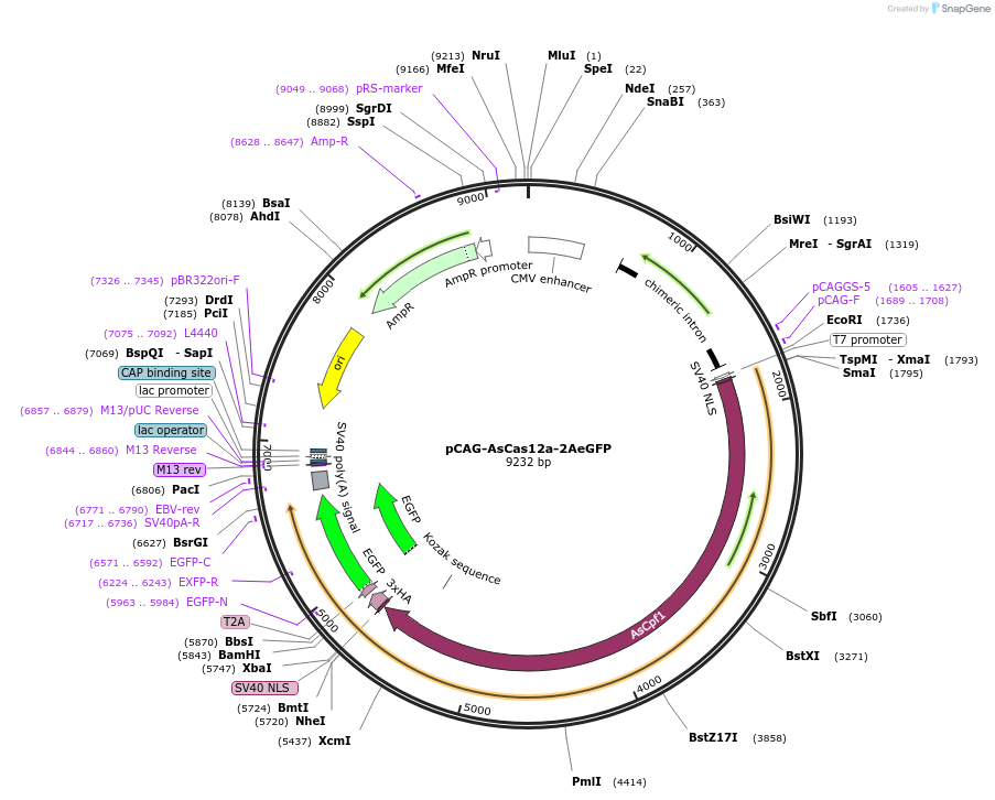123638-plasmid-map-sequence-id-240579