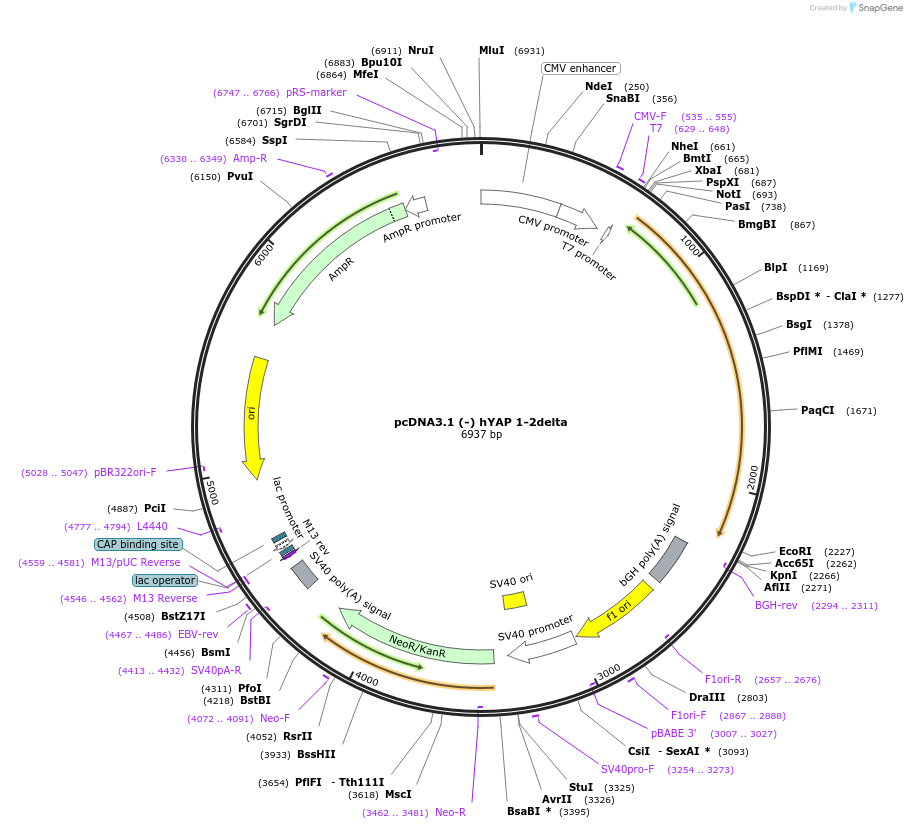 124146-plasmid-map-sequence-id-240583