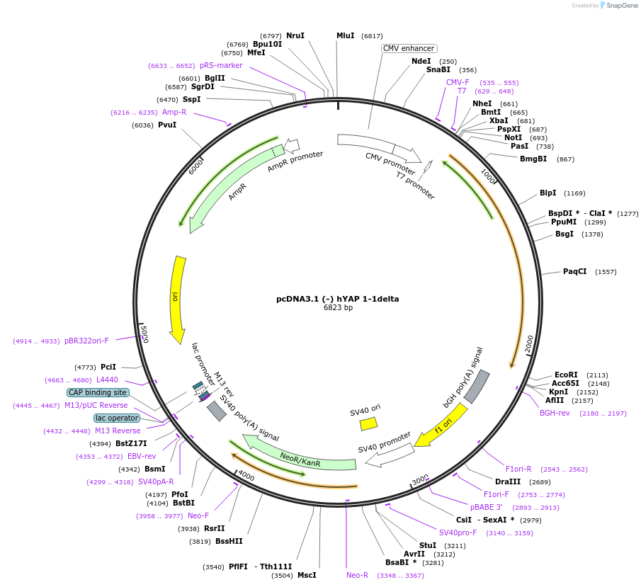 124142-plasmid-map-sequence-id-240586