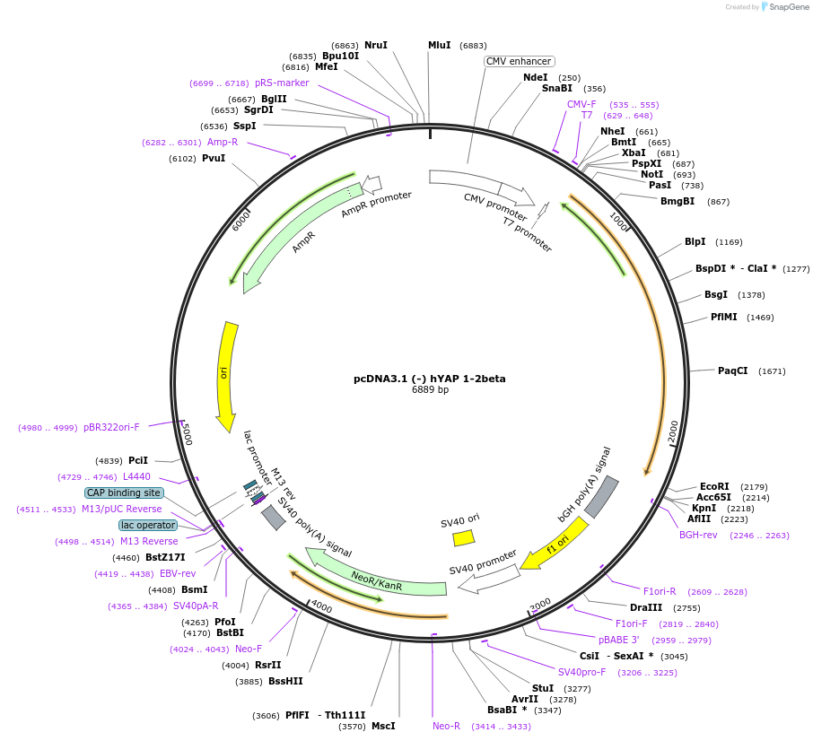 124144-plasmid-map-sequence-id-240587