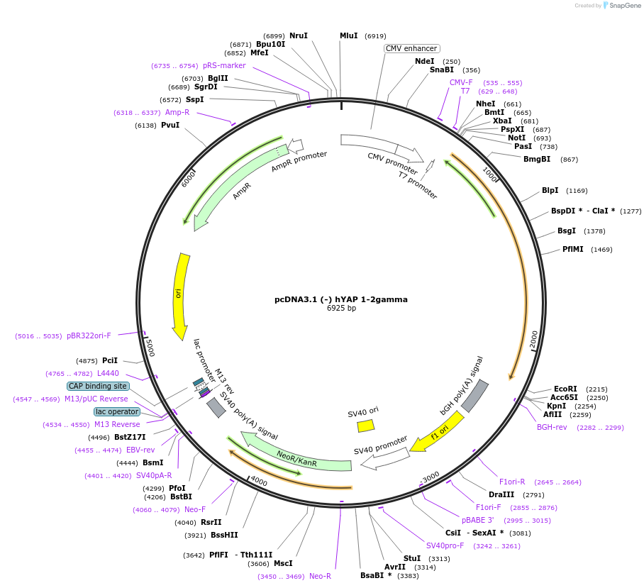 124145-plasmid-map-sequence-id-240588
