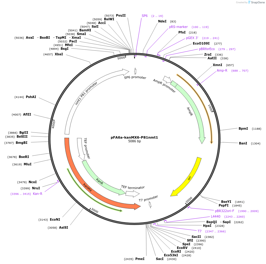 39282-plasmid-map-sequence-id-240599