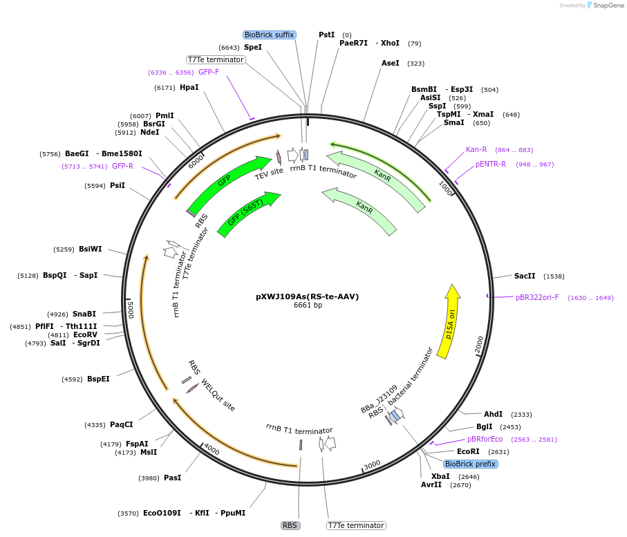 123156-plasmid-map-sequence-id-240600