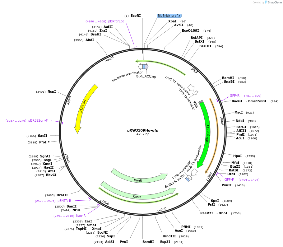 123148-plasmid-map-sequence-id-240605