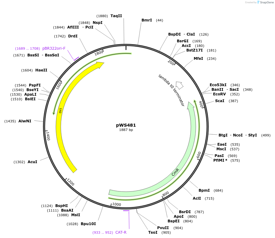123029-plasmid-map-sequence-id-240609