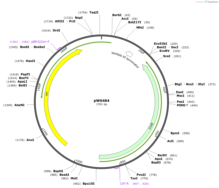 123032-plasmid-map-sequence-id-240628
