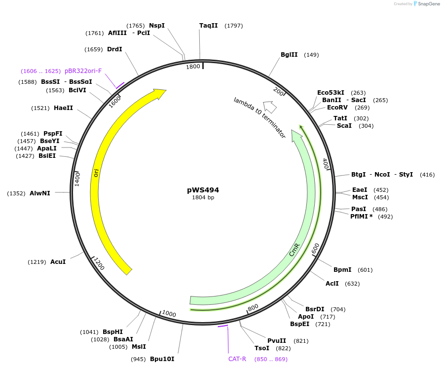 123034-plasmid-map-sequence-id-240638