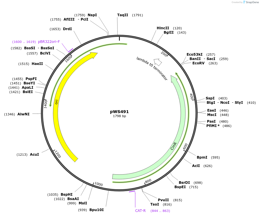 123035-plasmid-map-sequence-id-240644
