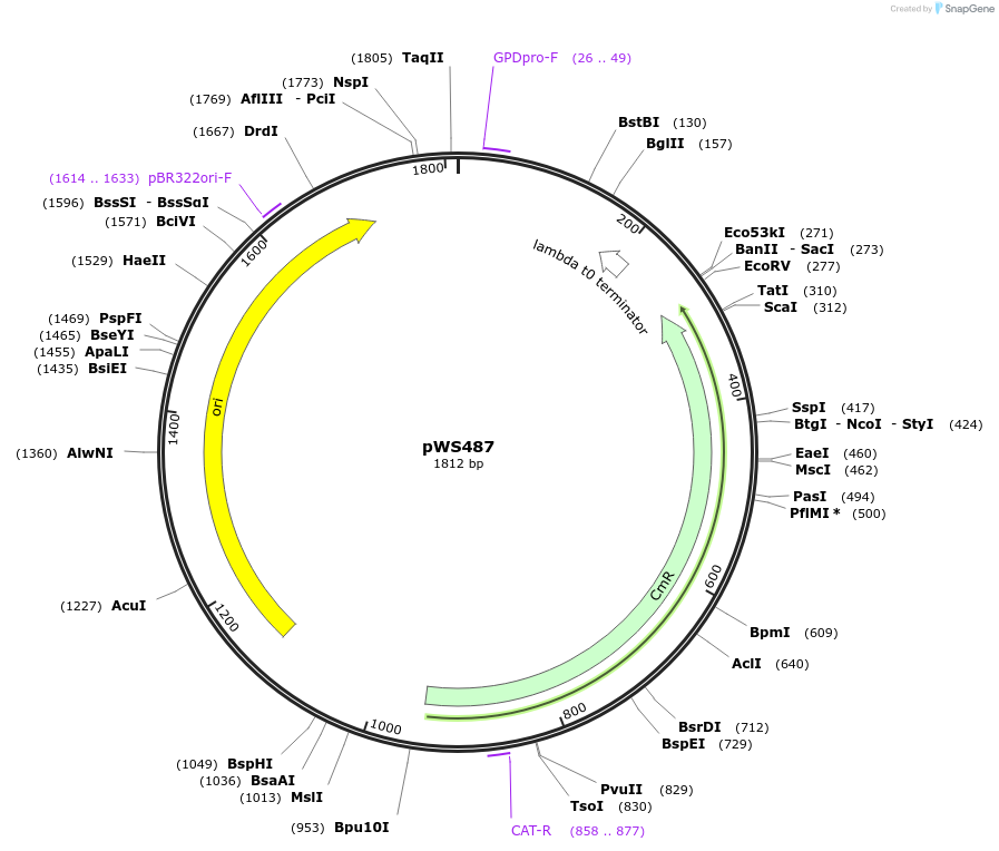 123036-plasmid-map-sequence-id-240647