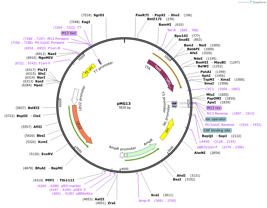 122932-plasmid-map-sequence-id-240650