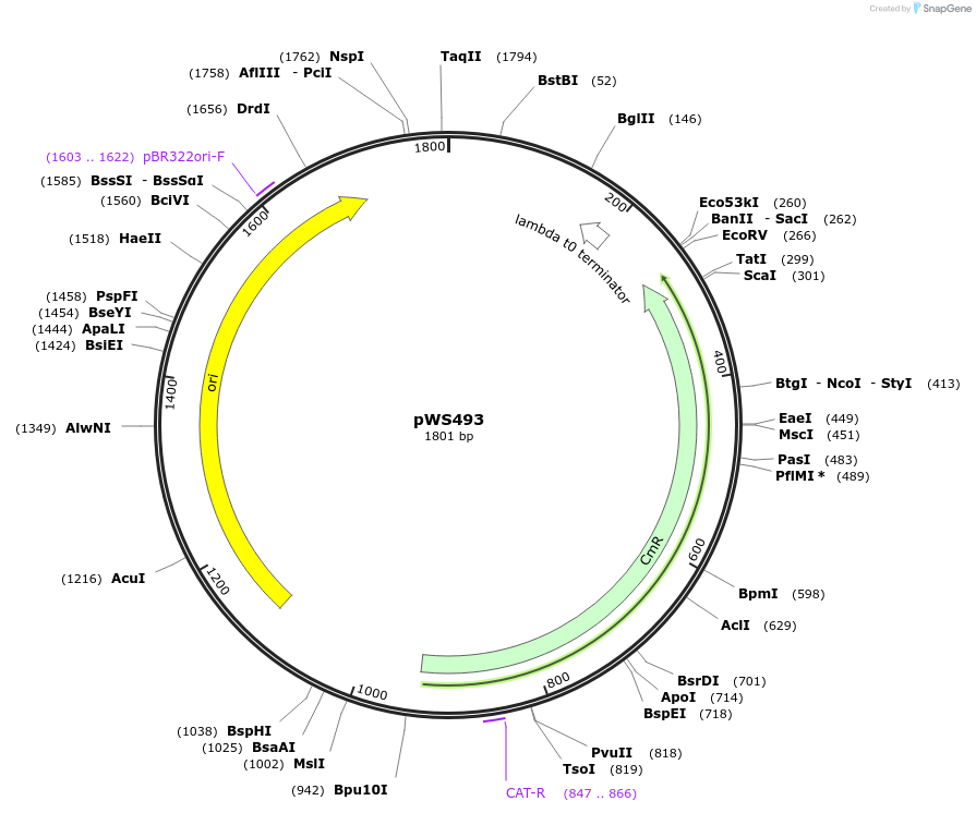 123037-plasmid-map-sequence-id-240651