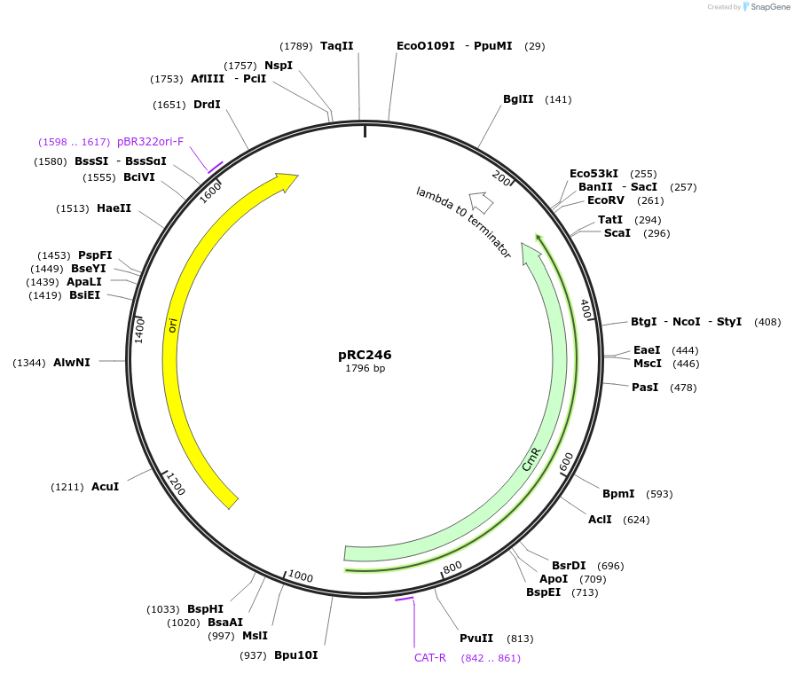 123038-plasmid-map-sequence-id-240652
