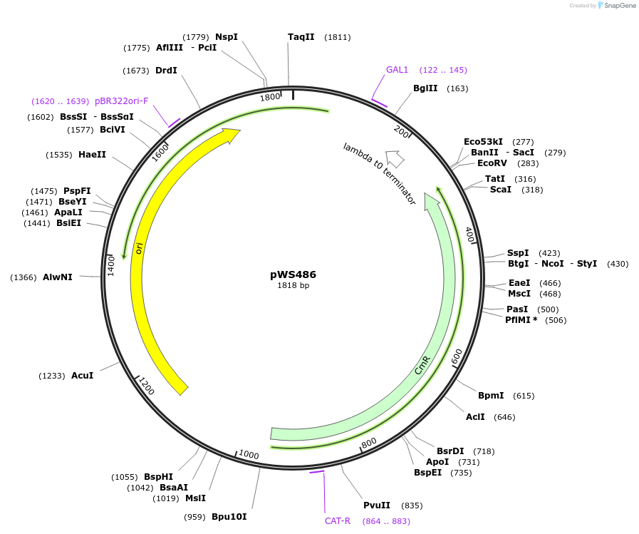 123039-plasmid-map-sequence-id-240653