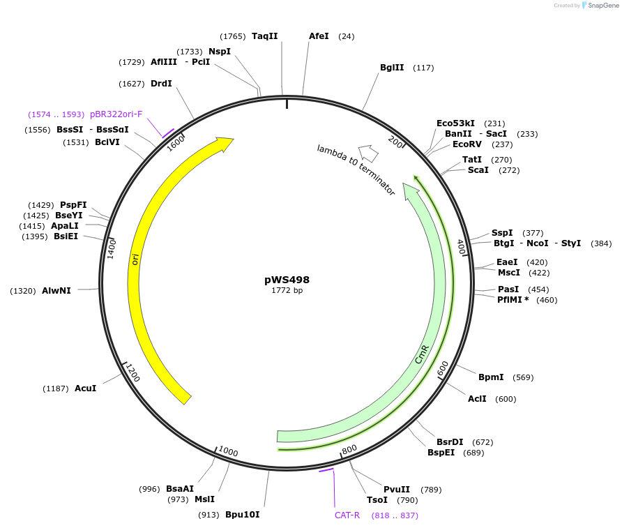 123040-plasmid-map-sequence-id-240655