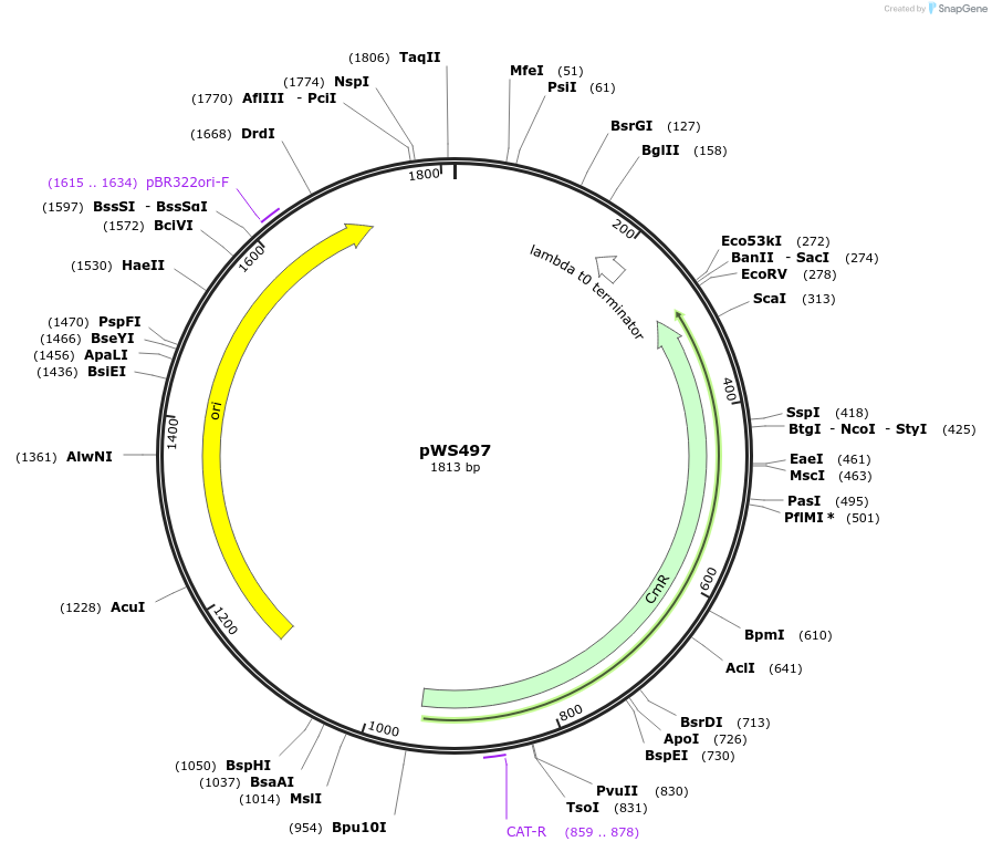123042-plasmid-map-sequence-id-240657