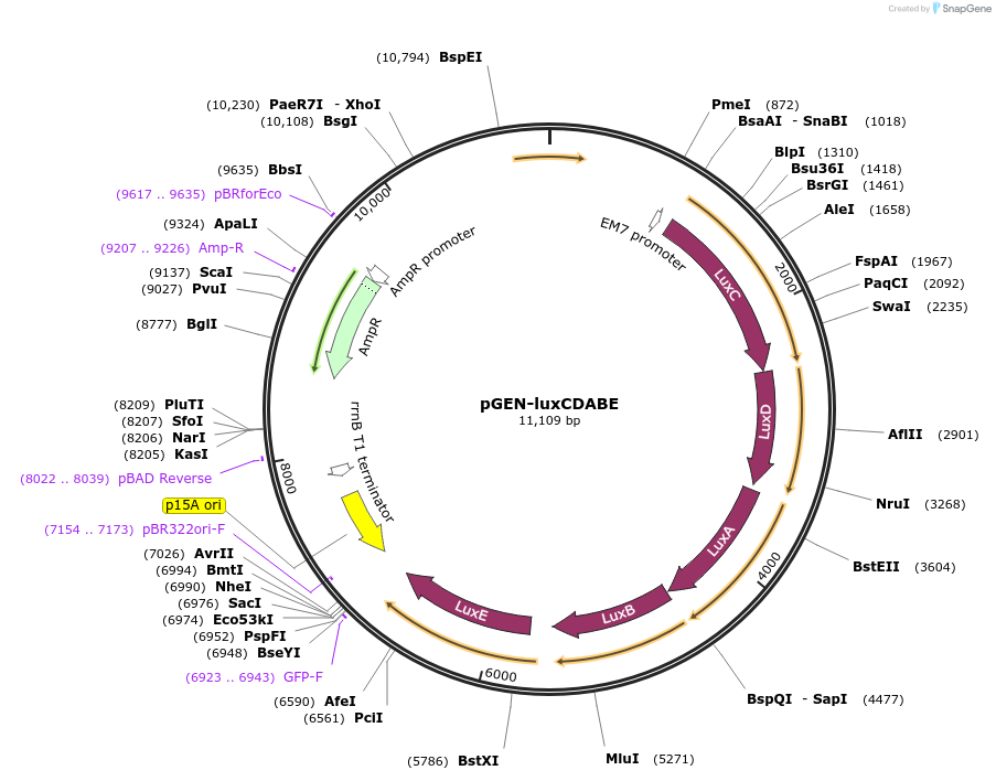 44918-plasmid-map-sequence-id-240658
