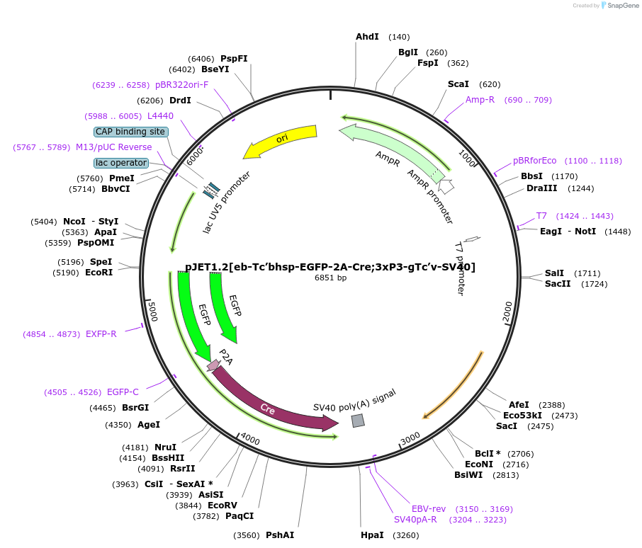 124068-plasmid-map-sequence-id-240659