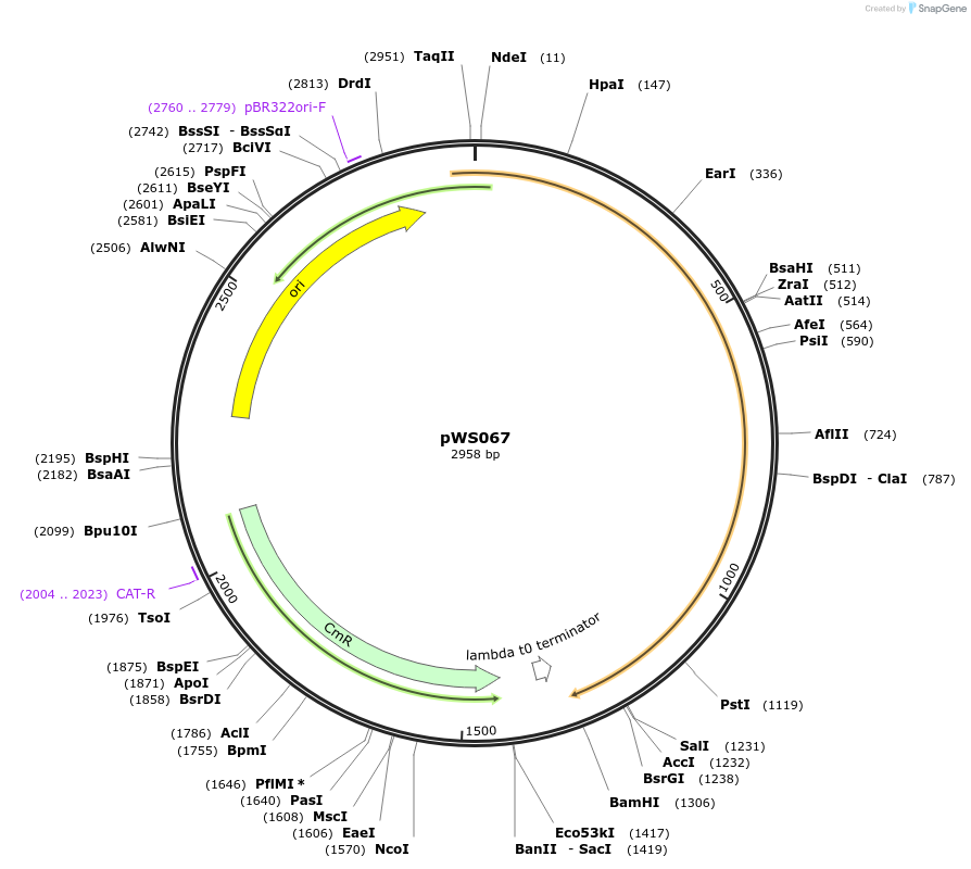 123044-plasmid-map-sequence-id-240661
