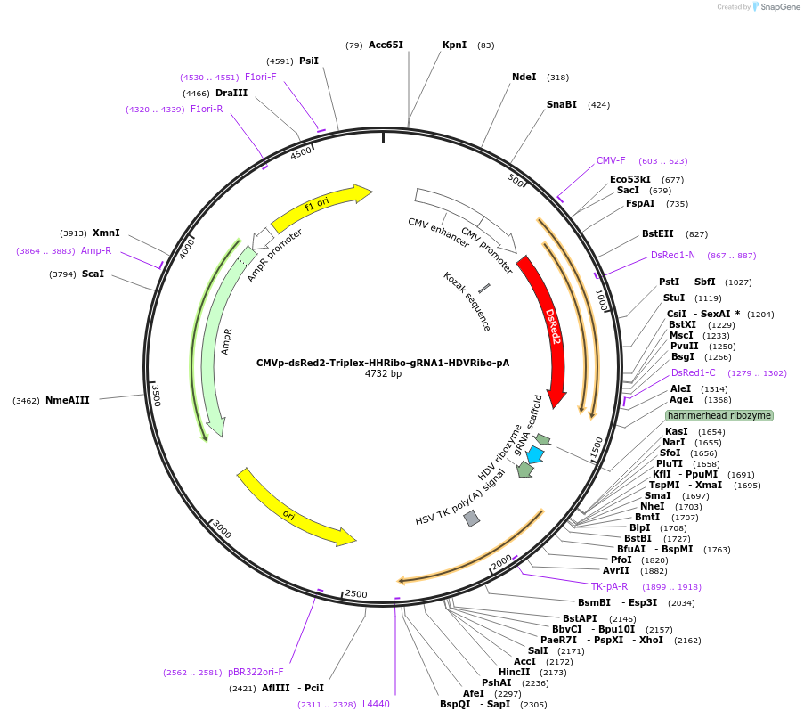 55201-plasmid-map-sequence-id-240663