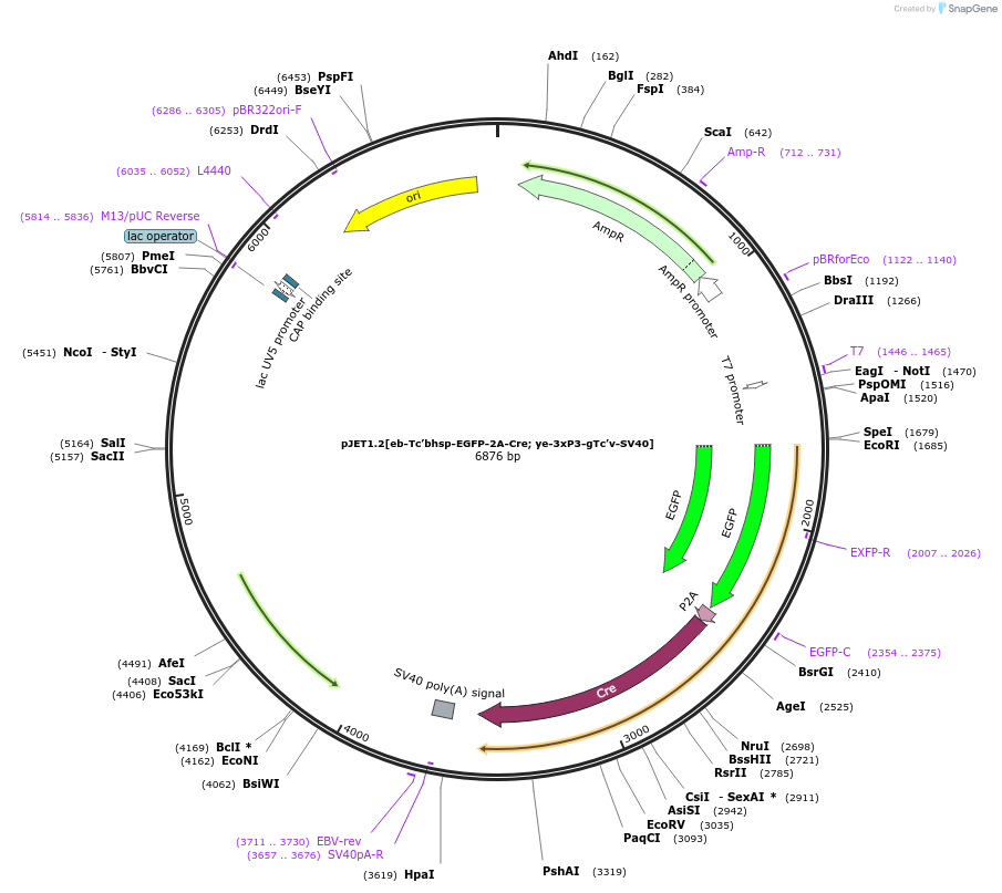 124069-plasmid-map-sequence-id-240664