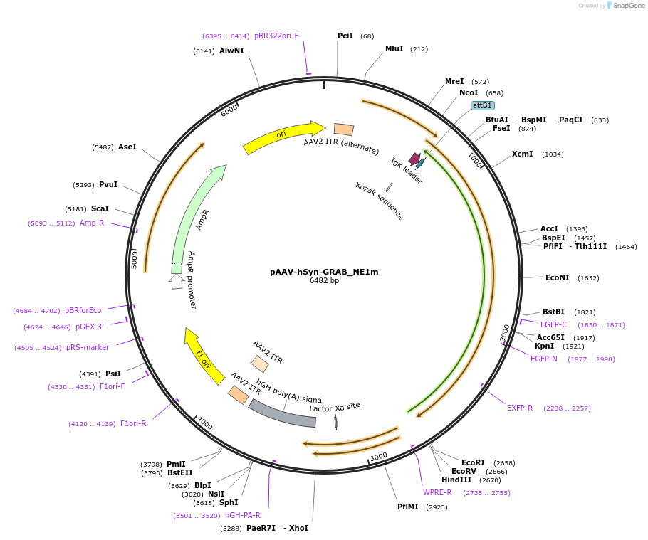 123308-plasmid-map-sequence-id-240666