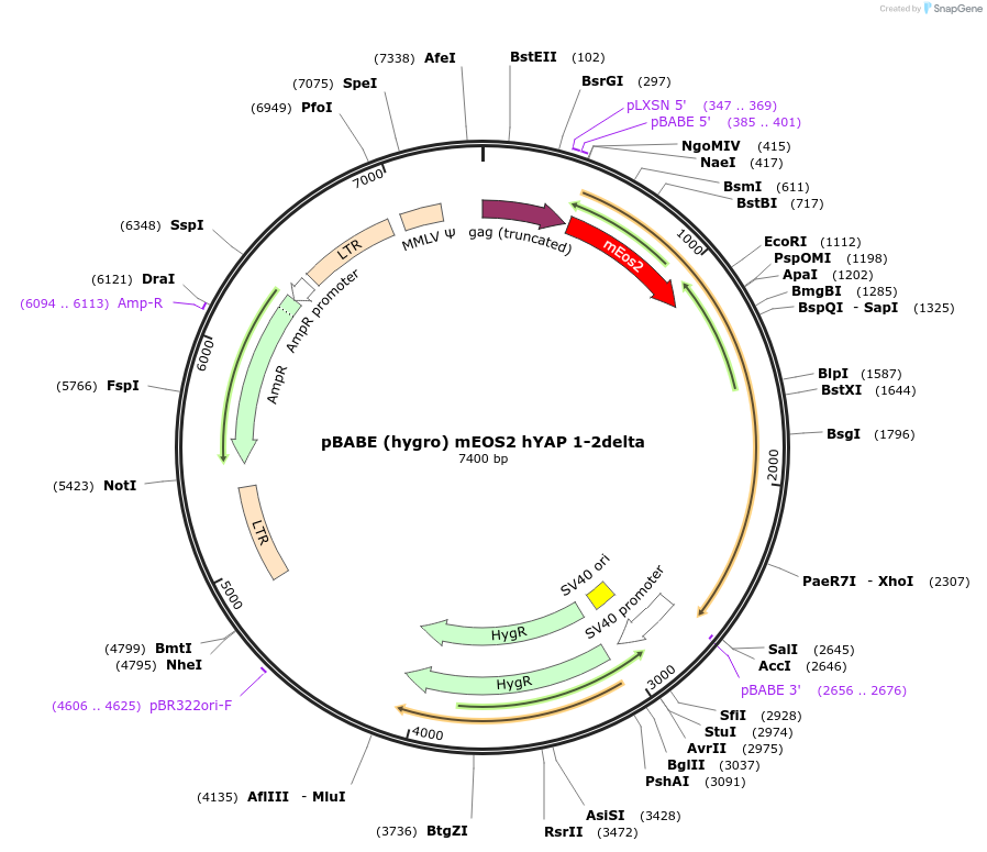 124162-plasmid-map-sequence-id-240683
