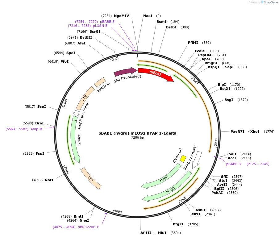 124158-plasmid-map-sequence-id-240685