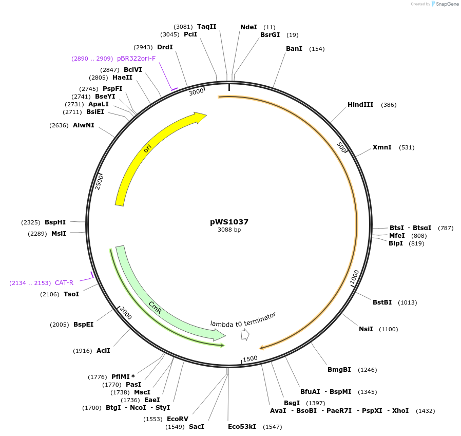 123049-plasmid-map-sequence-id-240686