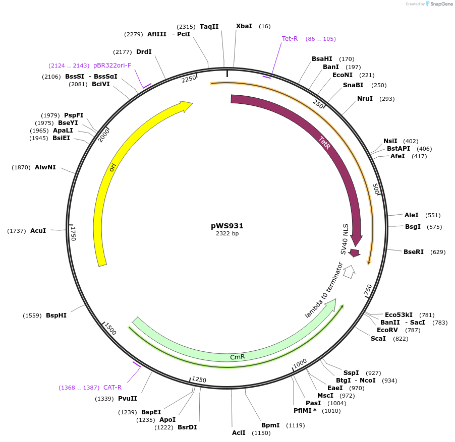 123053-plasmid-map-sequence-id-240695