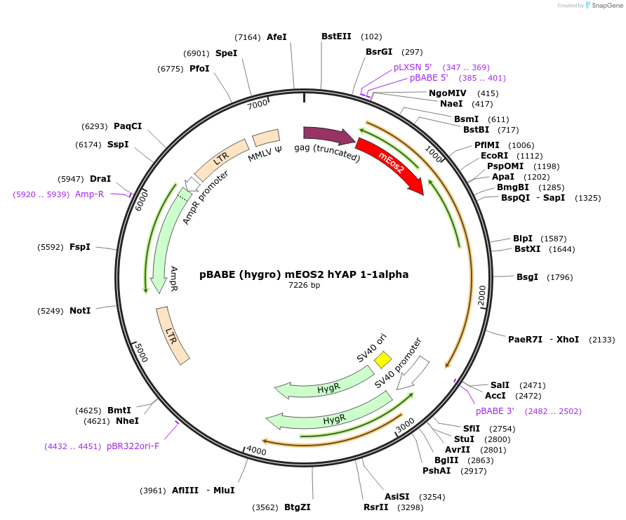 124155-plasmid-map-sequence-id-240696