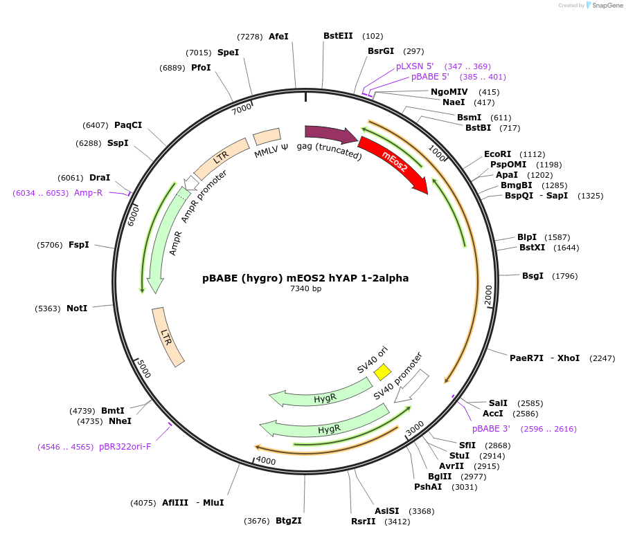124159-plasmid-map-sequence-id-240698