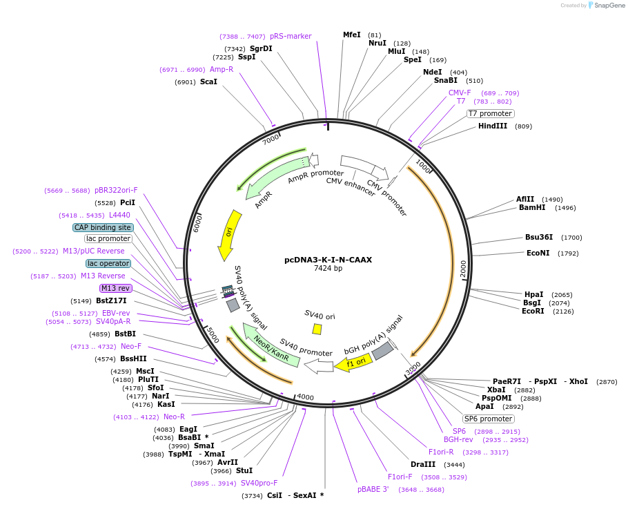 41640-plasmid-map-sequence-id-240702