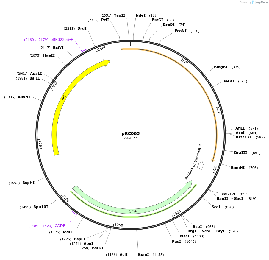 123057-plasmid-map-sequence-id-240703