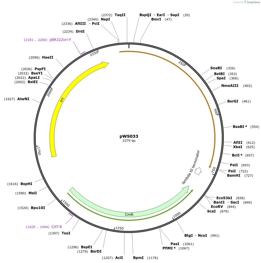 123056-plasmid-map-sequence-id-240704