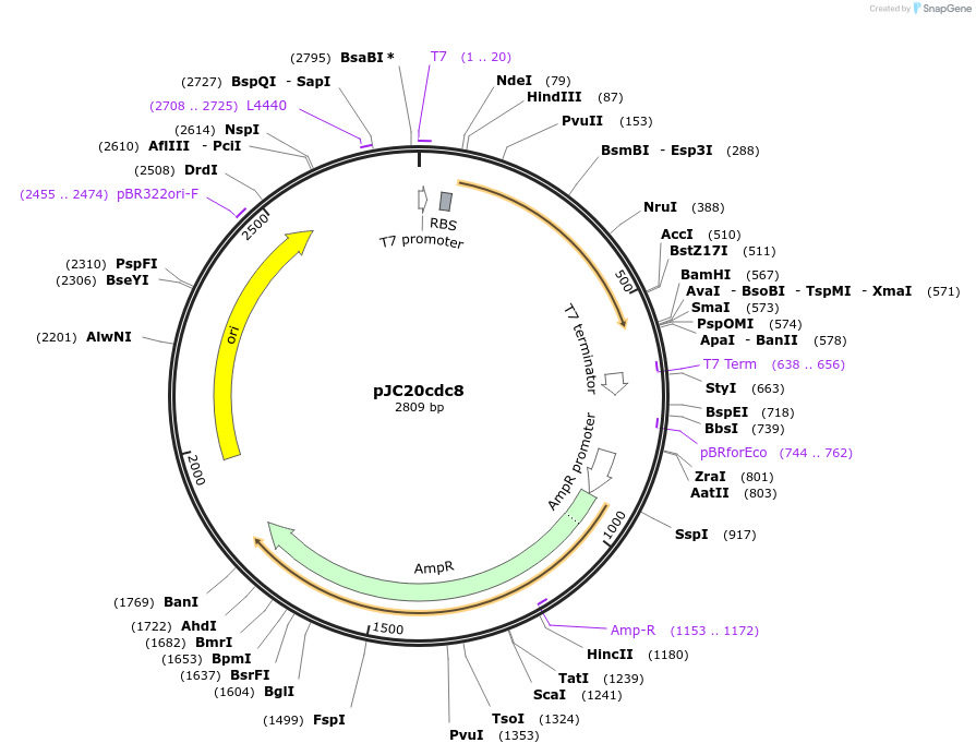 99354-plasmid-map-sequence-id-240707