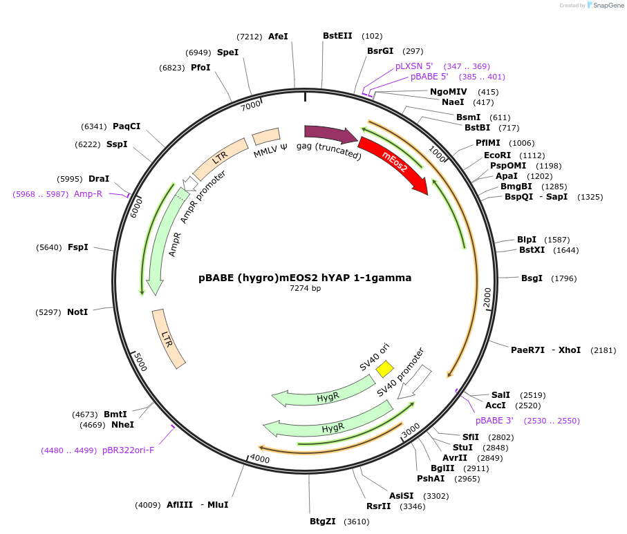 124157-plasmid-map-sequence-id-240708