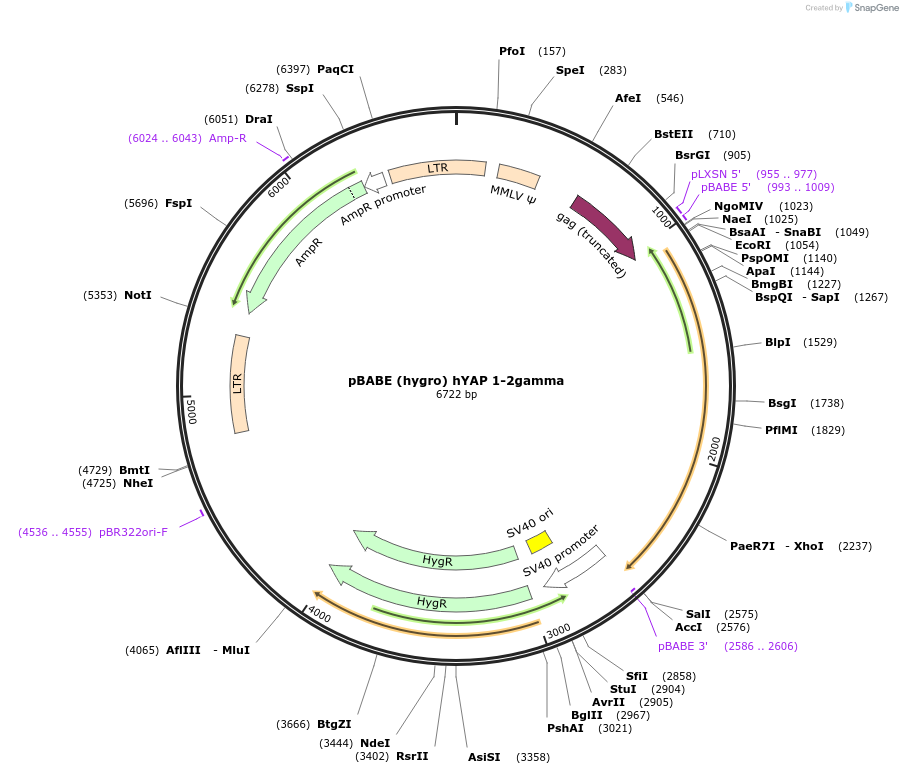 124153-plasmid-map-sequence-id-240715