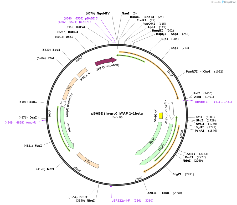 124148-plasmid-map-sequence-id-240717