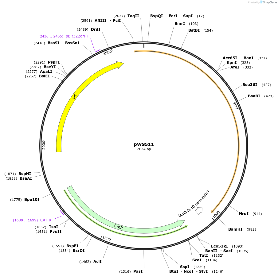 123063-plasmid-map-sequence-id-240722