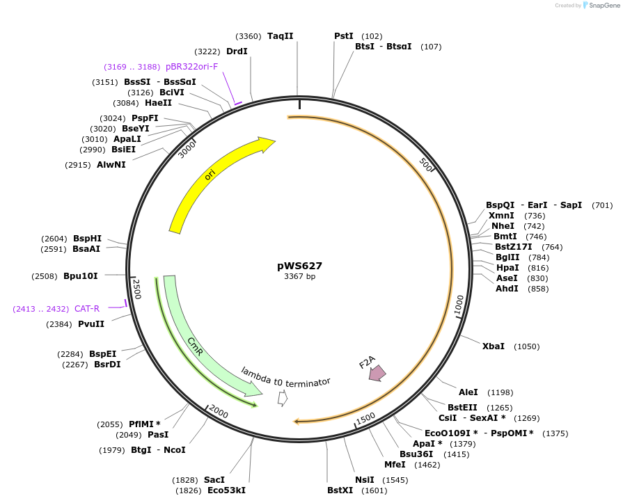 123064-plasmid-map-sequence-id-240723