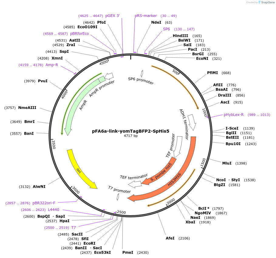44839-plasmid-map-sequence-id-240733