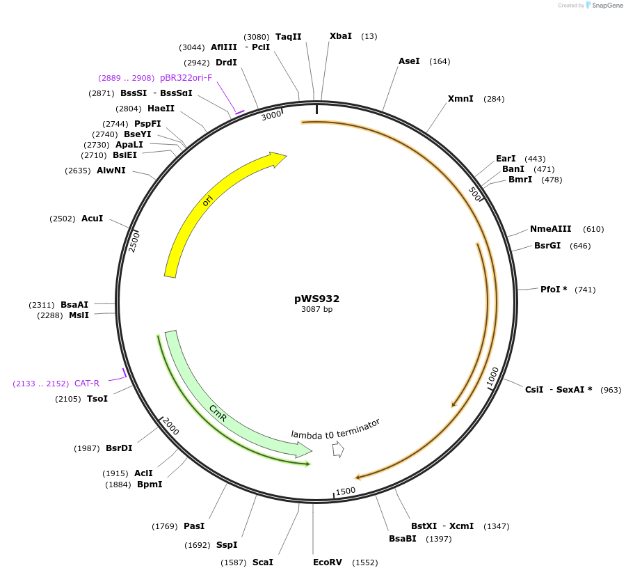 123055-plasmid-map-sequence-id-240734