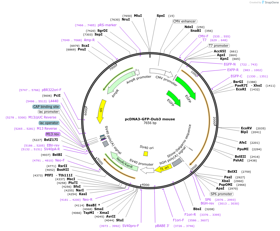72683-plasmid-map-sequence-id-240735